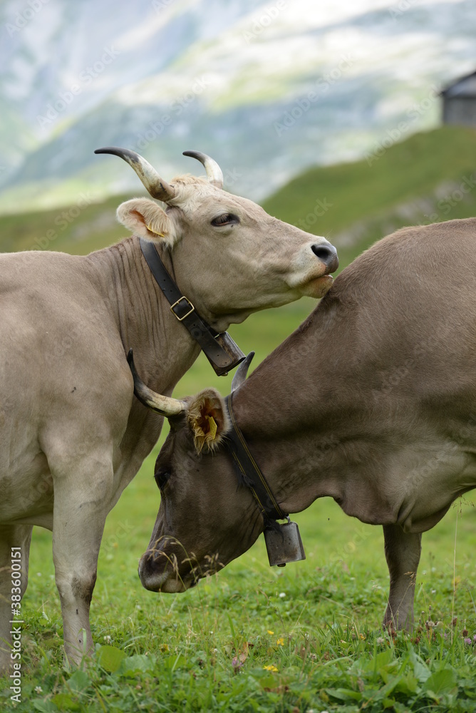 Kühe auf einer Alm Kühe auf einer Alm