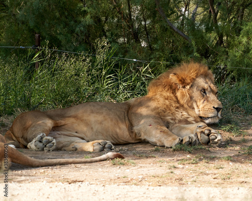 Lion in the sauvage wild