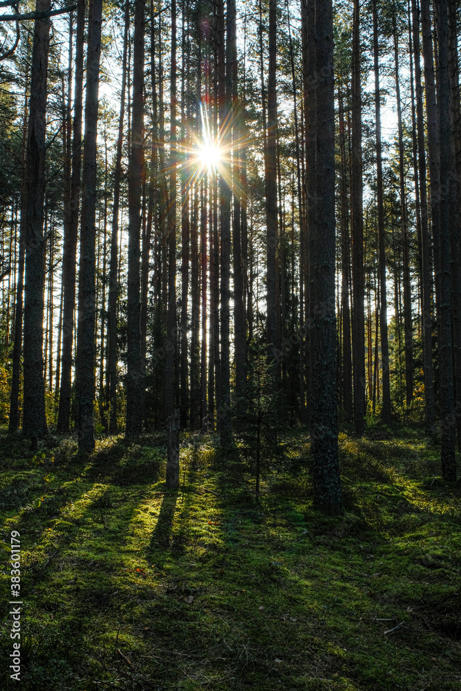 Landscape with the image of a forest