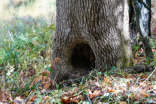 Base of a tree trunk with a hollow opening. Autumn leaves surround the base of the tree.