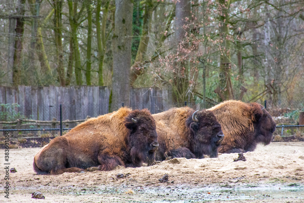Fototapeta premium row of three lying ruminant american bison in a park