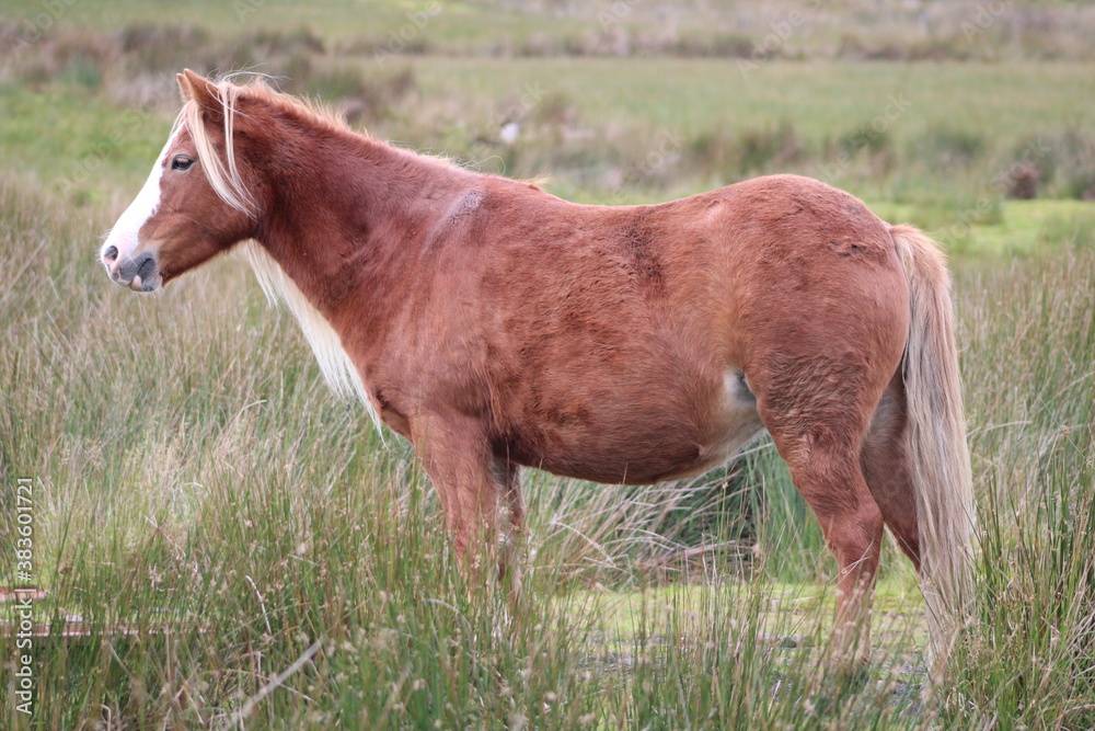 Obraz premium horse and foal