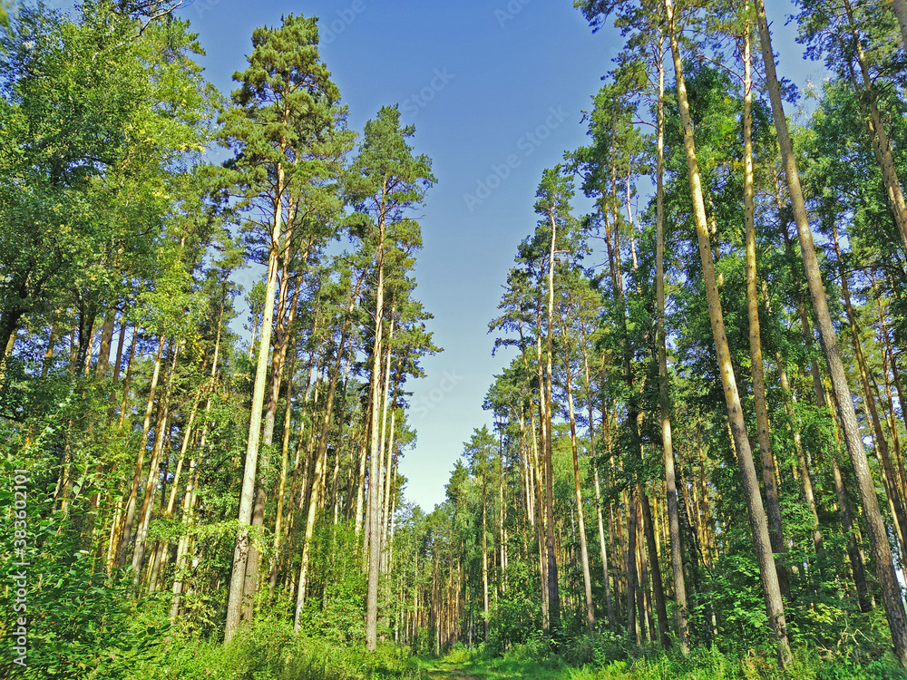 Pine forest with a road going into the distance Pine forest with a road going into the distance