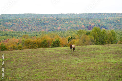 Large bull elk bugling in a open field. Surrounded by beautiful mountains with colorful fall foliage. Pennsylvania wild elk herd.