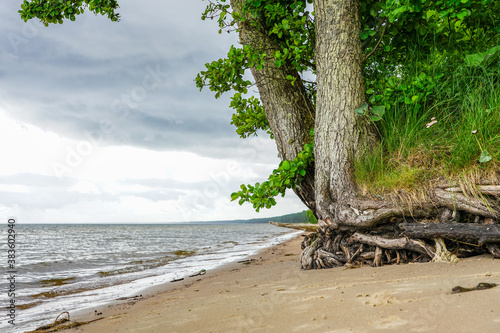 Fototapeta Naklejka Na Ścianę i Meble -  a living tree with washed roots on the shore of the Baltic Sea