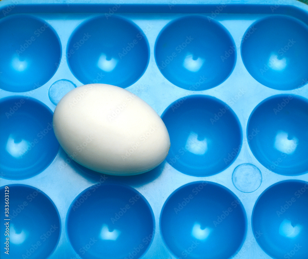 one white egg on a plastic blue egg box