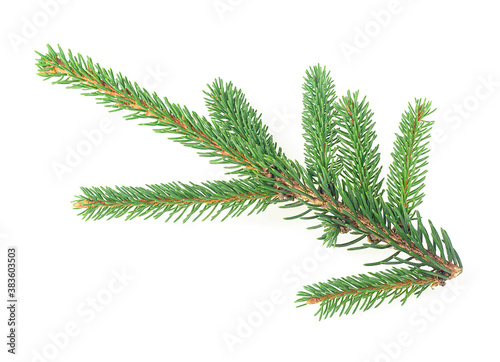 Green fir branch for christmas isolated on a white background. Branch of fir tree.