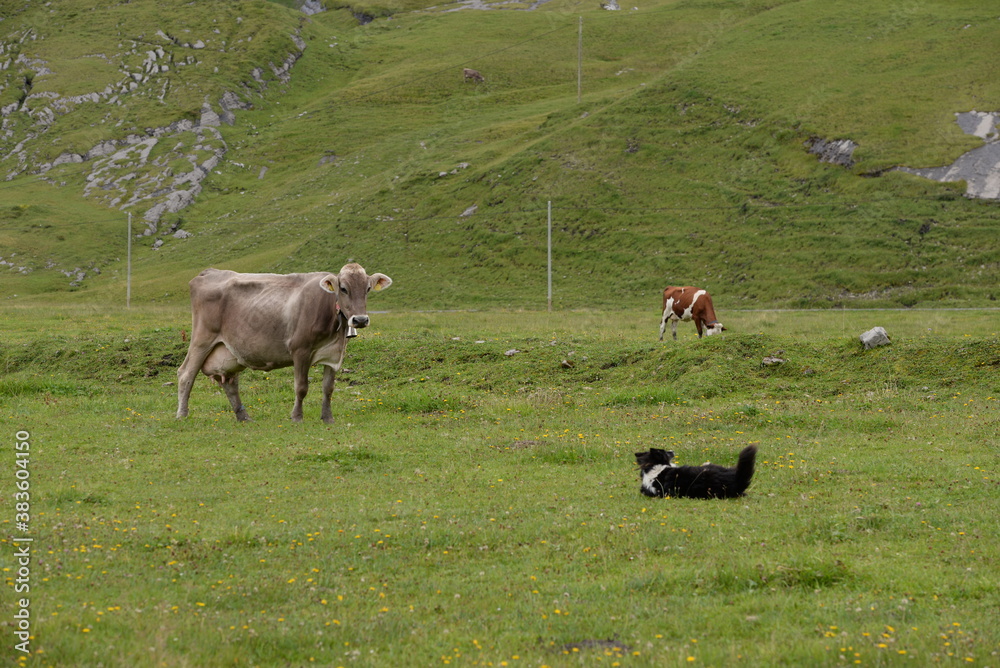 Kühe auf einer Alm Kühe auf einer Alm
