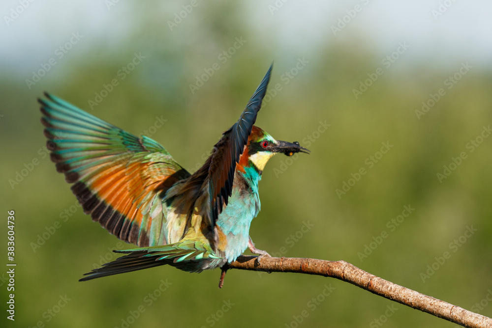 Fototapeta premium Vital european bee-eater, merops apiaster, landing with wings open wide in summer nature.