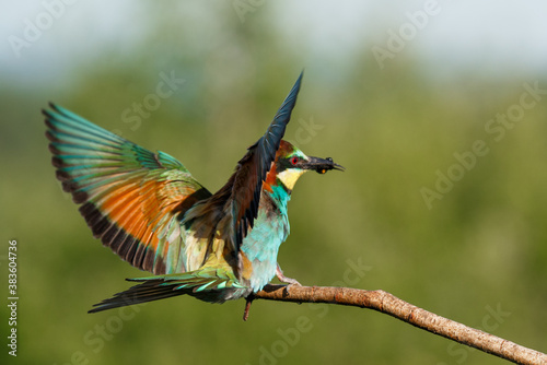 Vital european bee-eater, merops apiaster, landing with wings open wide in summer nature.