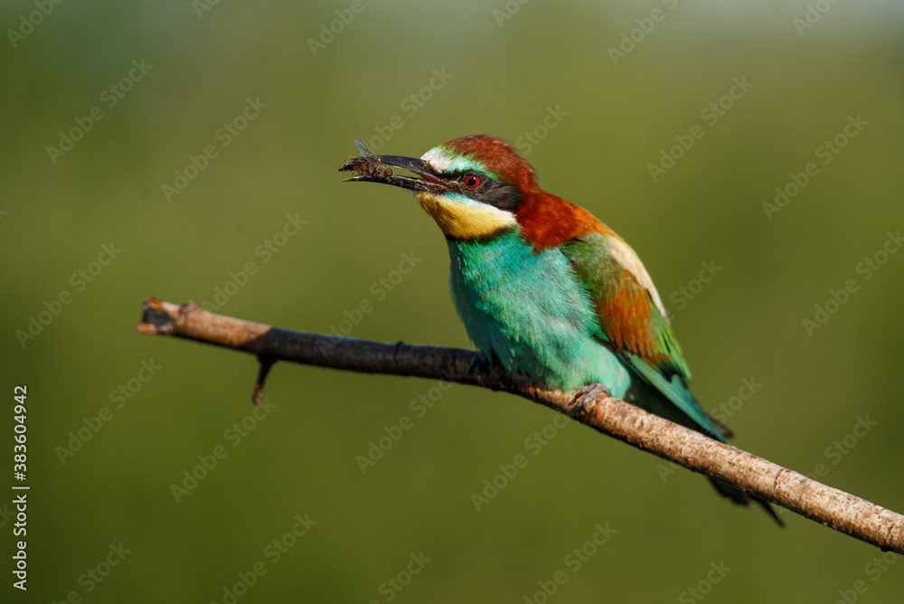 European bee-eater, merops apiaster. The bird is sitting on a beautiful branch. European bee-eater, merops apiaster. The bird is sitting on a beautiful branch.