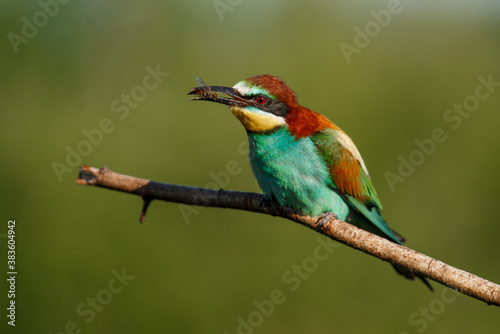 European bee-eater, merops apiaster. The bird is sitting on a beautiful branch. © Aleksei Zakharov