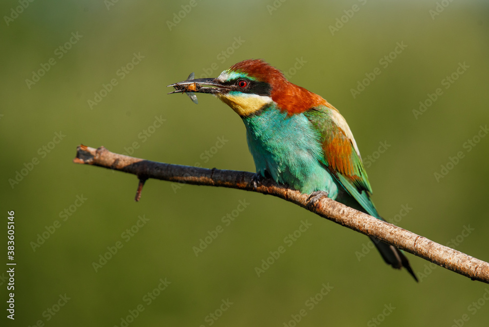 European bee-eater, merops apiaster. The bird is sitting on a beautiful branch.