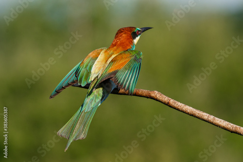 European bee-eater, merops apiaster. The bird is sitting on a beautiful branch.