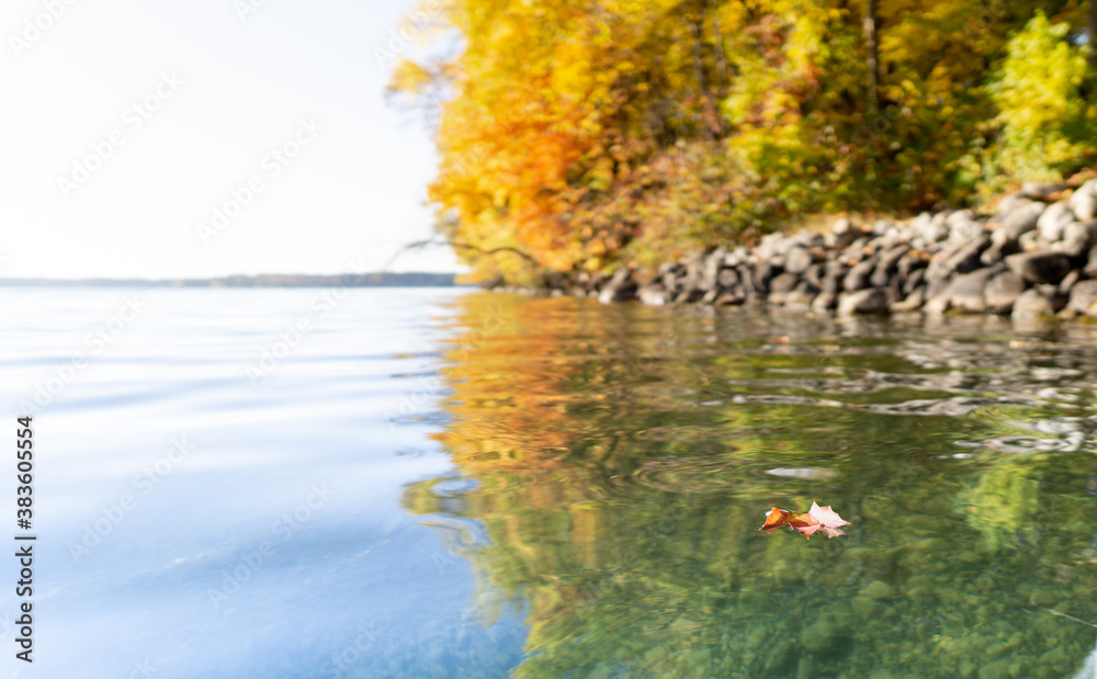 Fall leaf on the lake floating on the water Fall leaf on the lake floating on the water
