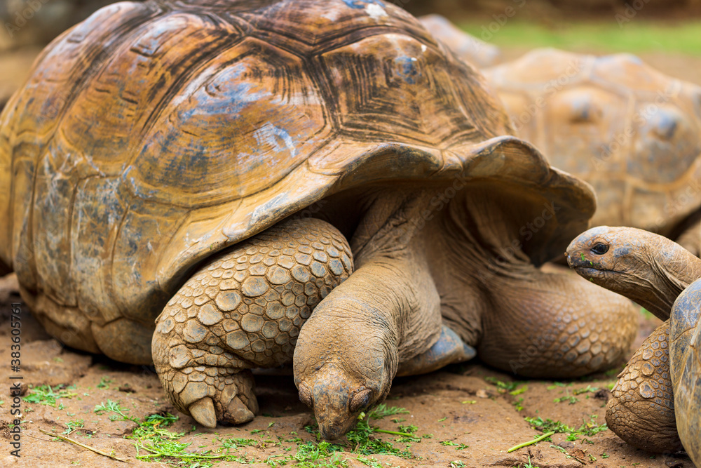 Mauritius-Riesenschildkröte im La Vanille Nature Park Mauritius-Riesenschildkröte im La Vanille Nature Park