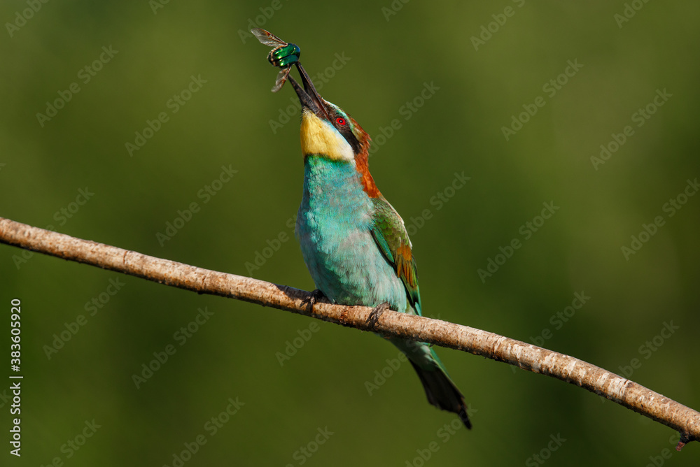 European bee-eater, Merops apiaster. The most colorful bird of Eurasia. the moment of eating prey European bee-eater, Merops apiaster. The most colorful bird of Eurasia. the moment of eating prey