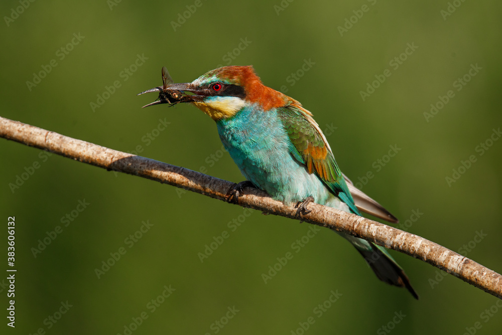 custom made wallpaper toronto digitalEuropean bee-eater, merops apiaster. The bird is sitting on a beautiful branch.