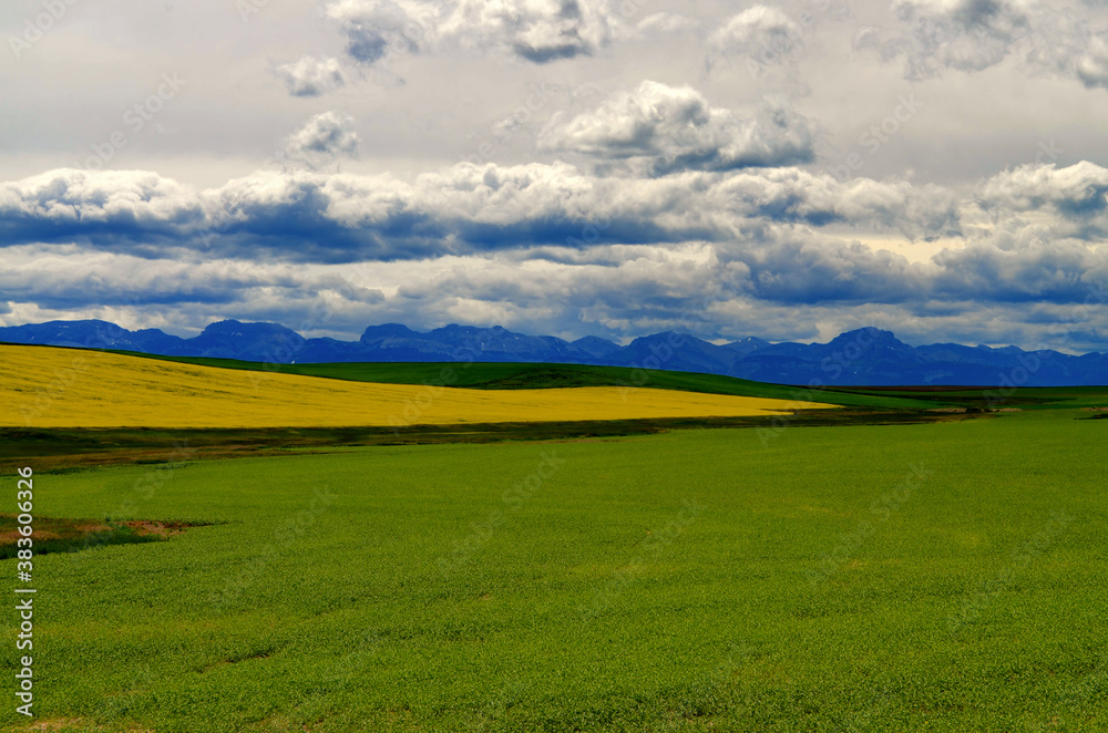 Obraz premium Montana - Ominous Clouds approaching Yellow Field by Highway 89 to Browning