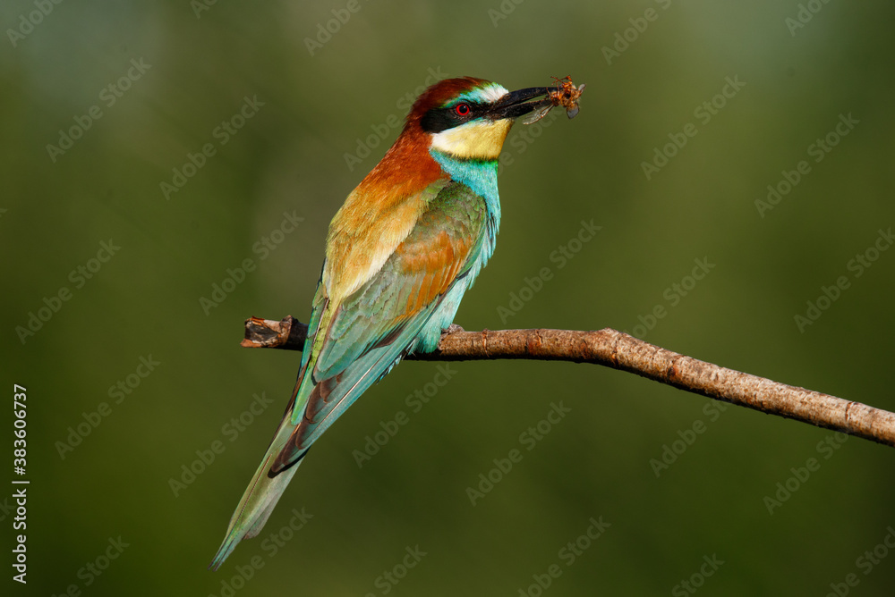 European bee-eater, merops apiaster. The bird is sitting on a beautiful branch.