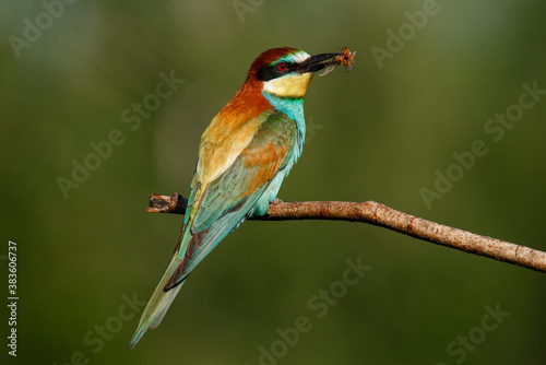 European bee-eater, merops apiaster. The bird is sitting on a beautiful branch. © Aleksei Zakharov