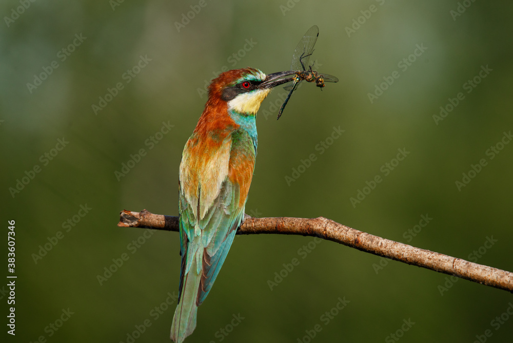 Bee-eater, Merops apiaster. The most colorful bird of Eurasia. A bird caught a dragonfly Bee-eater, Merops apiaster. The most colorful bird of Eurasia. A bird caught a dragonfly