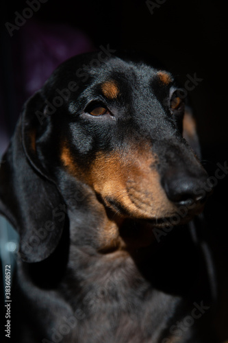 Portrait of a dachshund. © Korney Kutsev