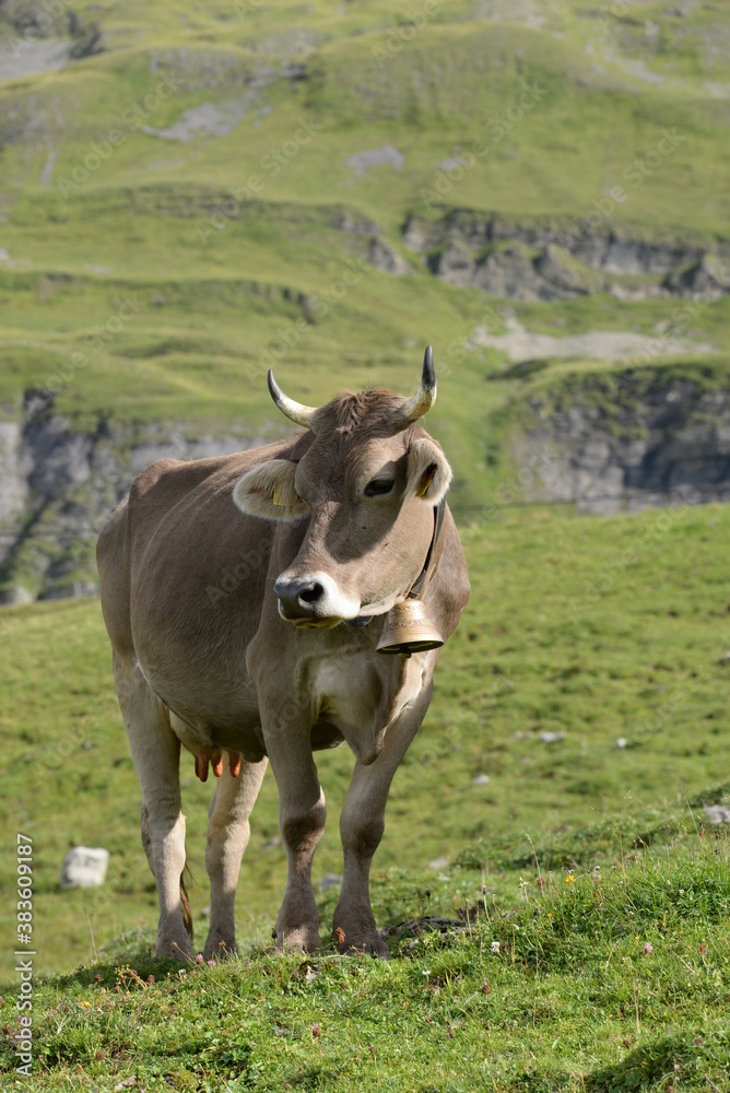 Kühe und Kälber in den Bergen