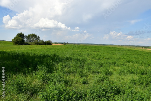 Fotografie, Obraz A view of a dense field, meadow or pastureland surrounded with trees, shrubs, an