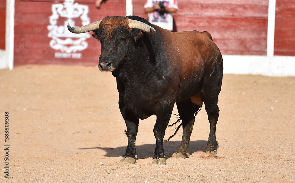 bull on spain on traditional spectacle of bullfight in the bullring bull on spain on traditional spectacle of bullfight in the bullring