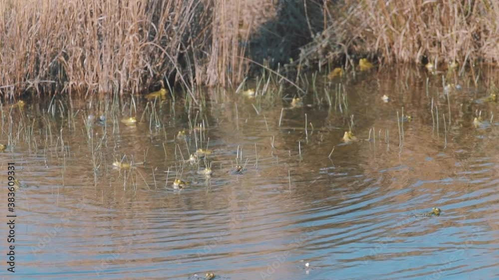 An Army Of Common Frog Submerged Body On The Swamp With Dry Reeds On The Bank. - wide shot An Army Of Common Frog Submerged Body On The Swamp With Dry Reeds On The Bank. - wide shot