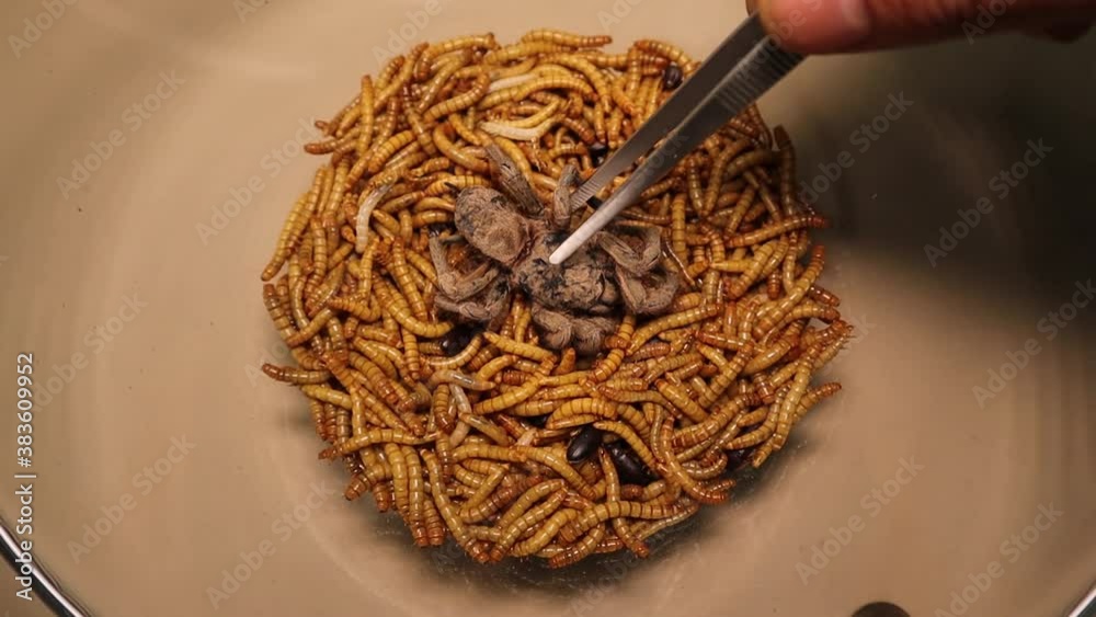 Meal worms eating spider carcass. dead tarantula. life cycle of a