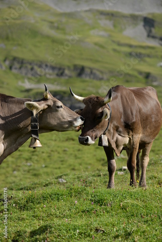 Kühe und Kälber in den Bergen © Grubärin