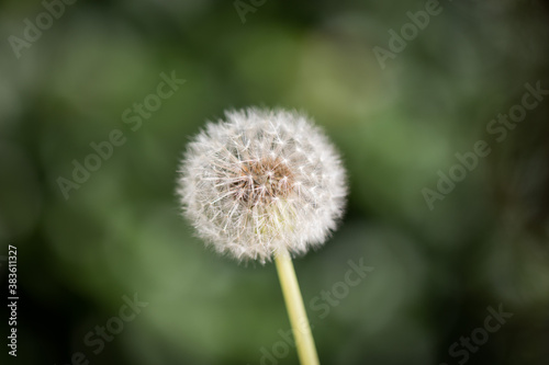 A dandelion against a green blurred background outdoors in the soft sunlight wishing hoping shadows 