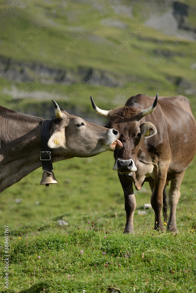 Kühe und Kälber in den Bergen Kühe und Kälber in den Bergen