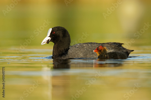 Eurasian coot (Fulica atra) with chicks youngster, called common coot, Australian coot, is a member of the rail and crake bird family Rallidae, found in Europe, Asia, Australia, New Zealand and Africa photo