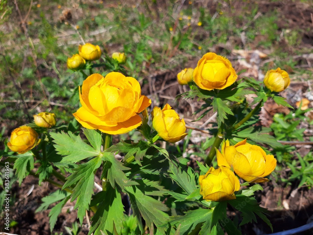 yellow tulips yellow tulips