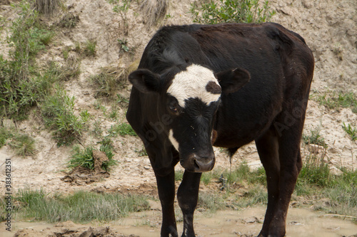 Rural scenic. Livestock. Young black calf standing. 