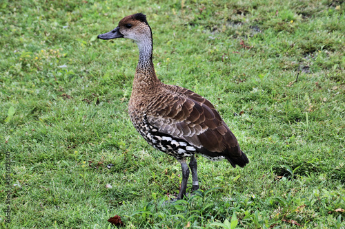 A view of a Whistling Duck on the grass