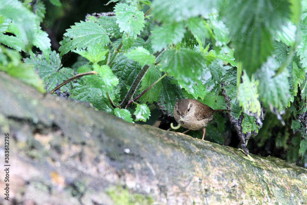 A Wren on a Tree