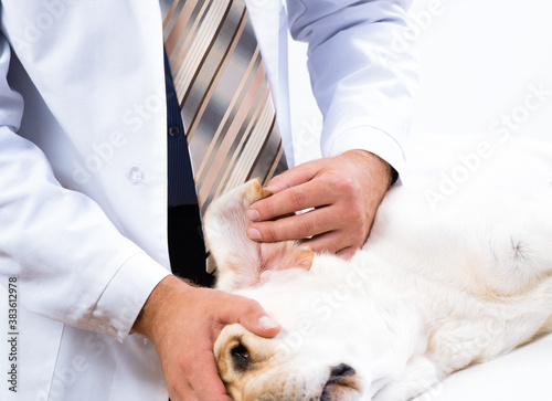 vet checks the health of a dog photo