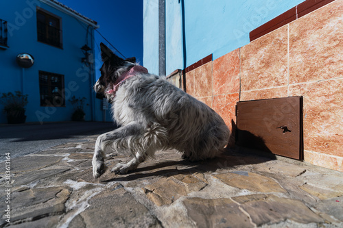 Perro levantándose del suelo en un pueblo pintado de azul