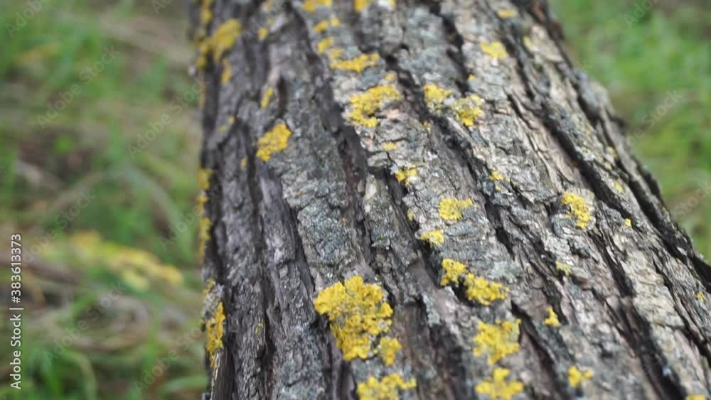 Moss on the tree. Green moss on a tree trunk in summer forest. Forest vegetation close up and POV movement Moss on the tree. Green moss on a tree trunk in summer forest. Forest vegetation close up and POV movement