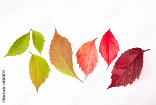 photos of autumn grape leaves. gradient of colors in autumn leaves from green to red