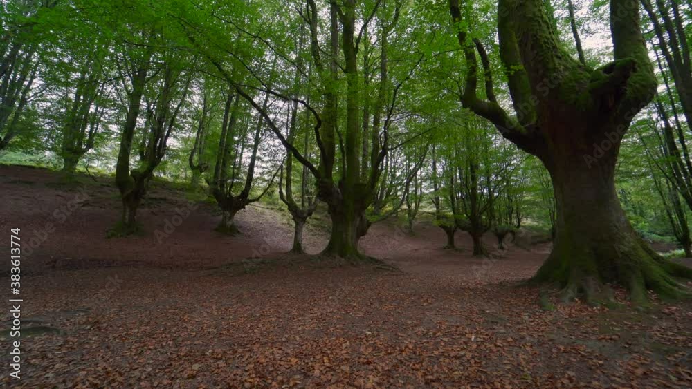 Incredible beech forest in early autumn in the Basque country. Magical and enchanted forest in the Basque Country. Beech forest in northern Spain Otzarreta. Pedestal up camera movement Incredible beech forest in early autumn in the Basque country. Magical and enchanted forest in the Basque Country. Beech forest in northern Spain Otzarreta. Pedestal up camera movement