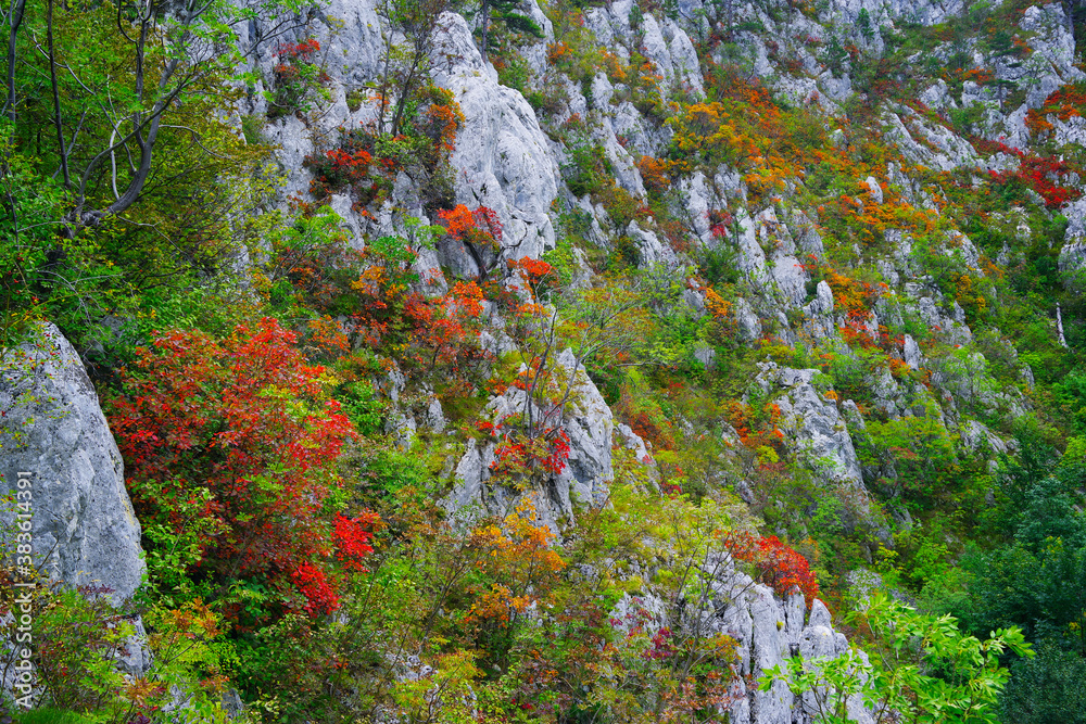 Abstract autumn background in Tesnei Gorges, Romania, Europe Abstract autumn background in Tesnei Gorges, Romania, Europe