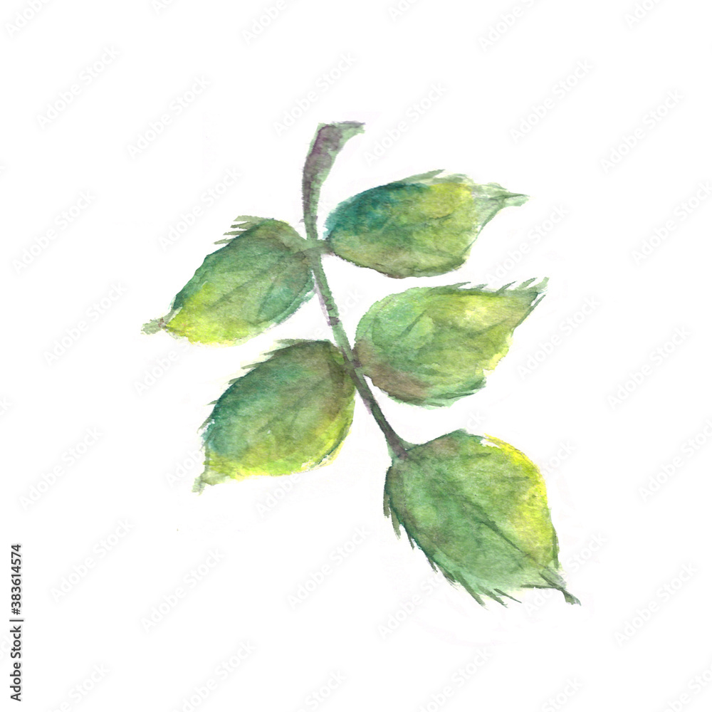 Fototapeta premium Hand drawn watercolor rose leaves