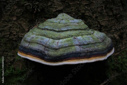 Fichtenporling, ein Holzzersetzer photo