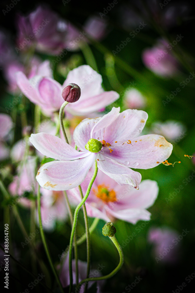 Pollinating Pink Flower Pollinating Pink Flower
