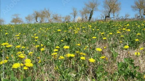 Field of dandelions in a windy day time lapse